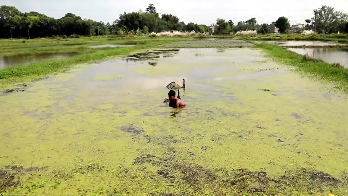 Where Makhana Fox nut cultivated