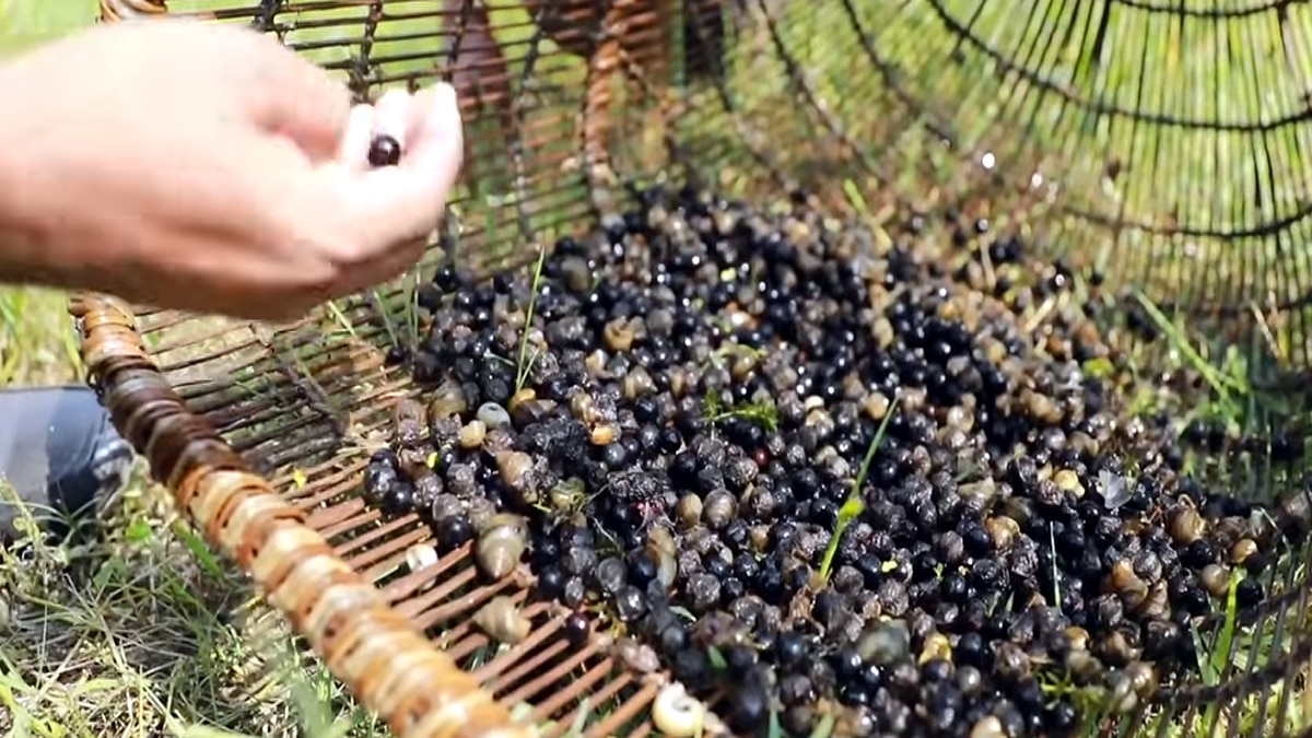 Where Makhana Fox nut cultivated