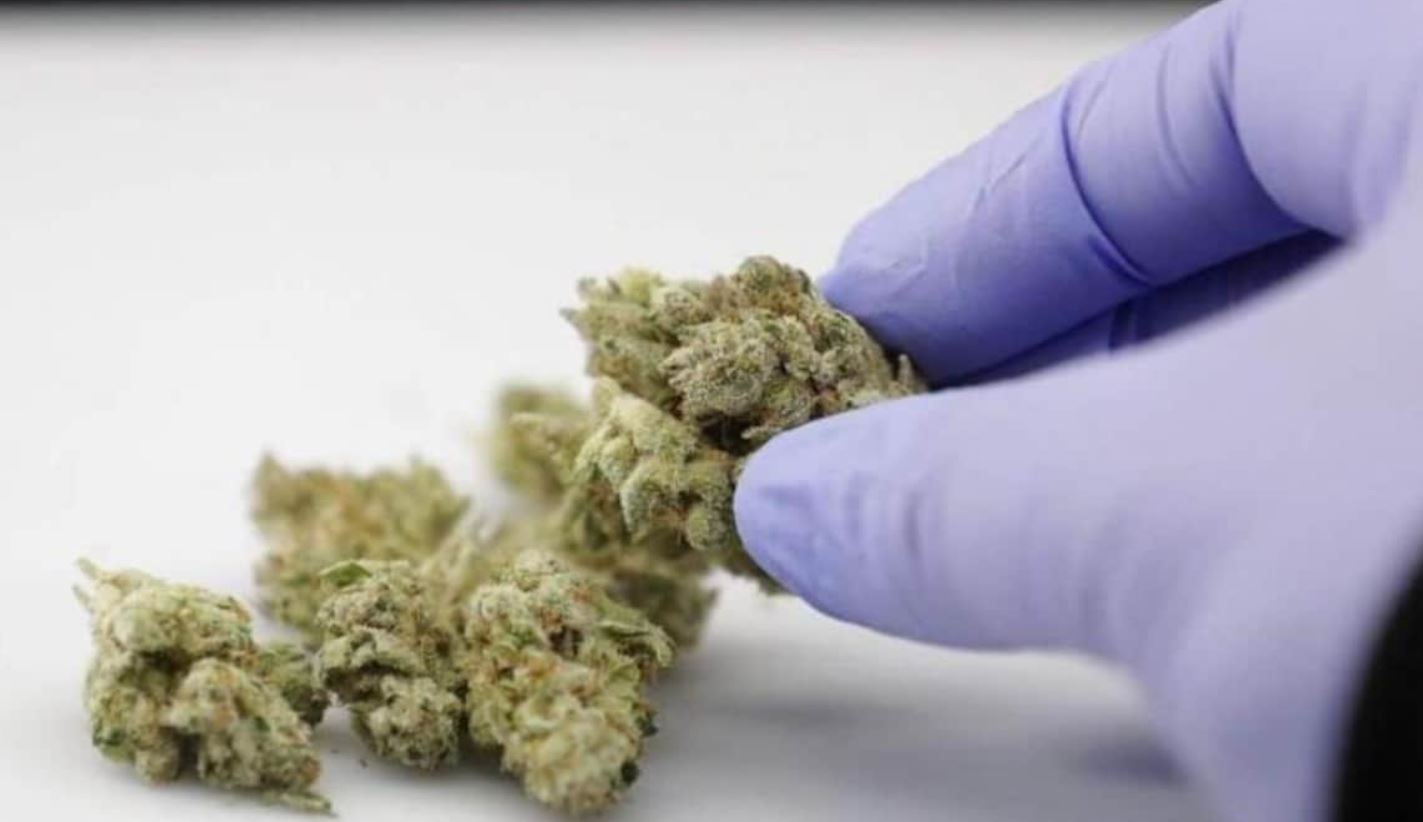 छात्रों को बेचता था गांजा