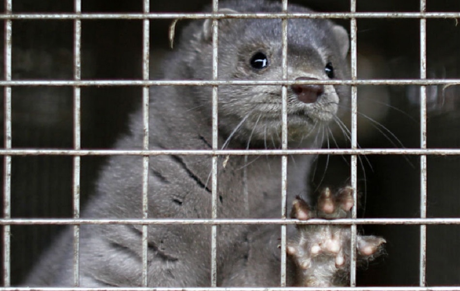 कोरोना के डर से ऊदबिलाऊ की हत्या