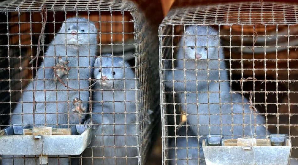 फार्म वर्कर्स के बाद बीमार हुए ऊदबिलाऊ