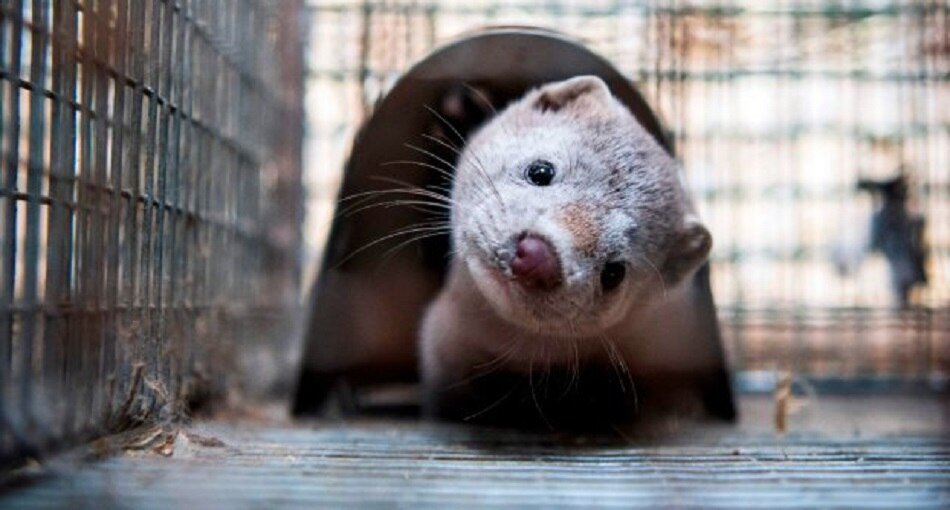 कोरोना के डर से बंद किए गए फार्म्स