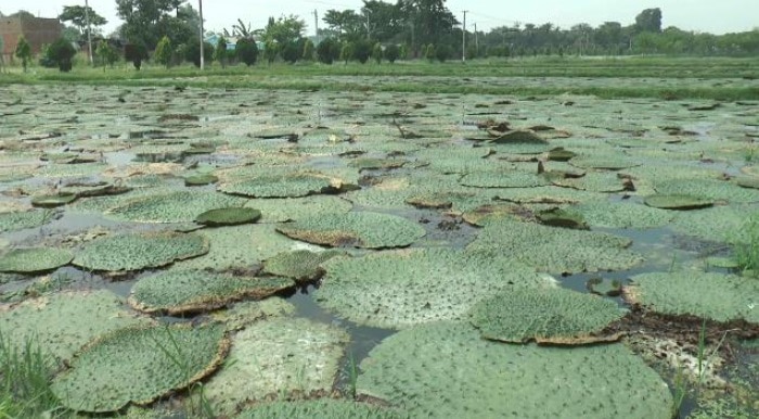 Darbhanga: पहचान खो रही मिथिला की शान, माछ, पान और मखान.