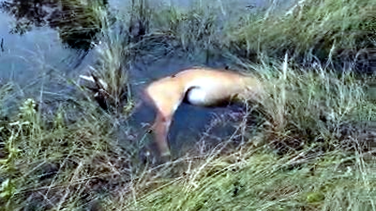Neelgai Antelope died due to Electrocution in Samastipur