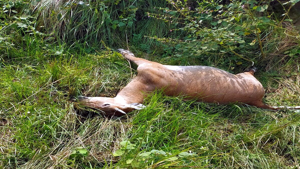 Neelgai Antelope died due to Electrocution in Samastipur