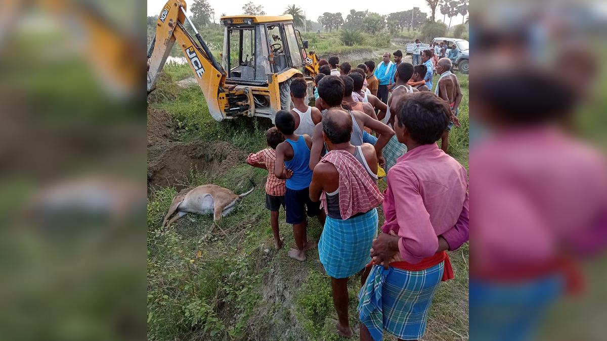 Neelgai Antelope died due to Electrocution in Samastipur