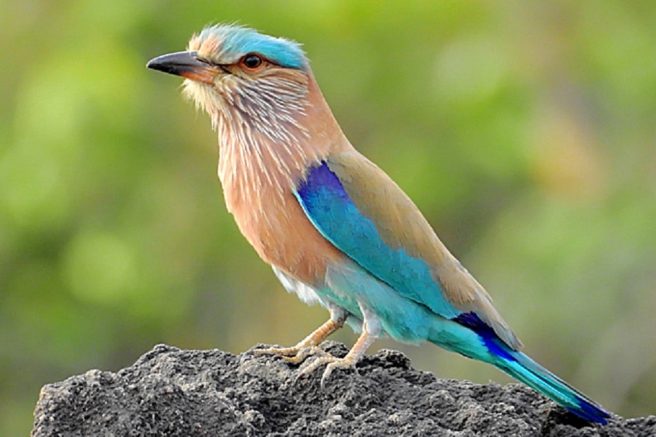 नीलकंठ पक्षी क दर्शन