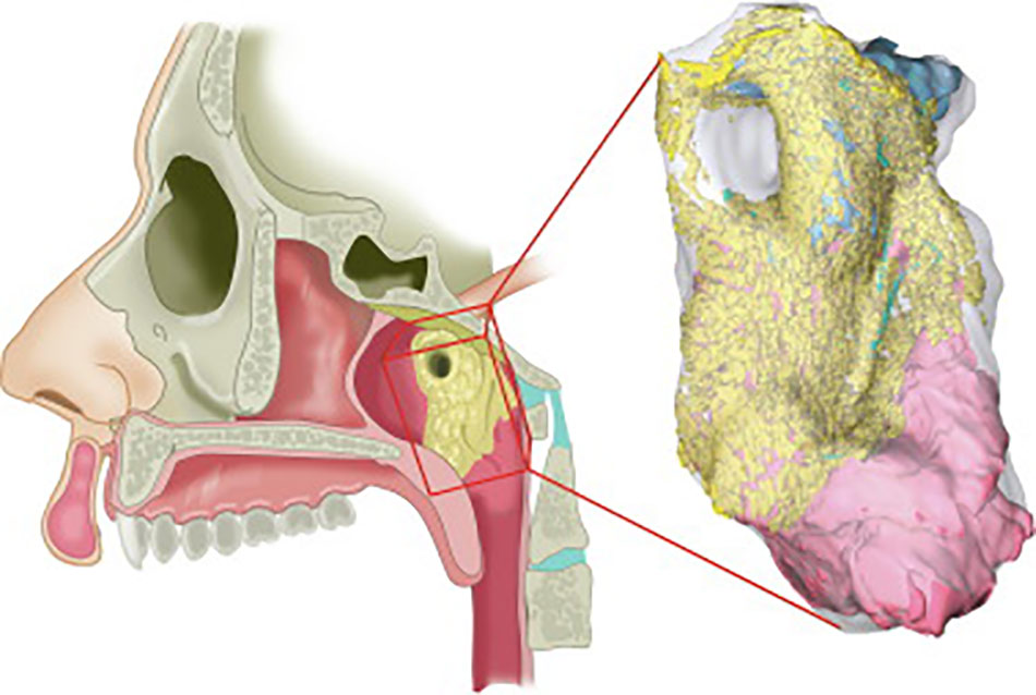 Tubarial salivary glands