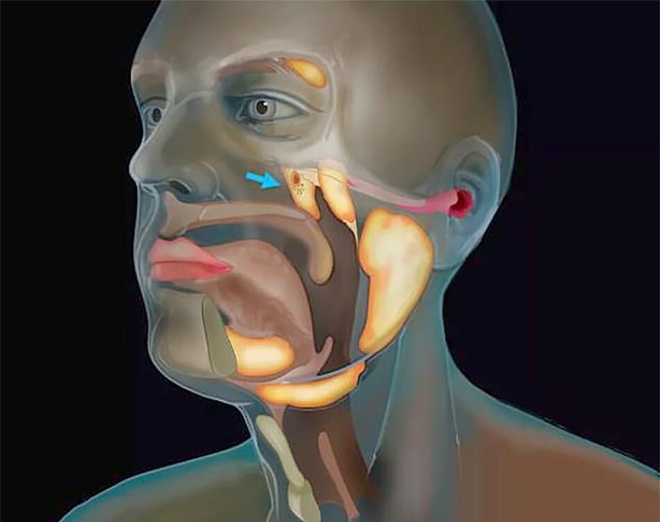 Tubarial salivary glands