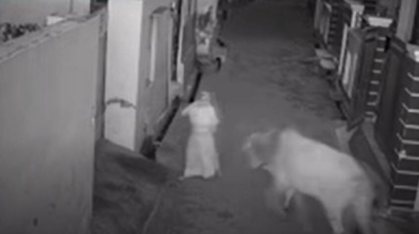 बच्चे ने पागल बैल से दादी को बचाया