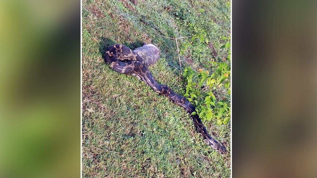 अजगर ने शिकार निगलने के बाद उगला.