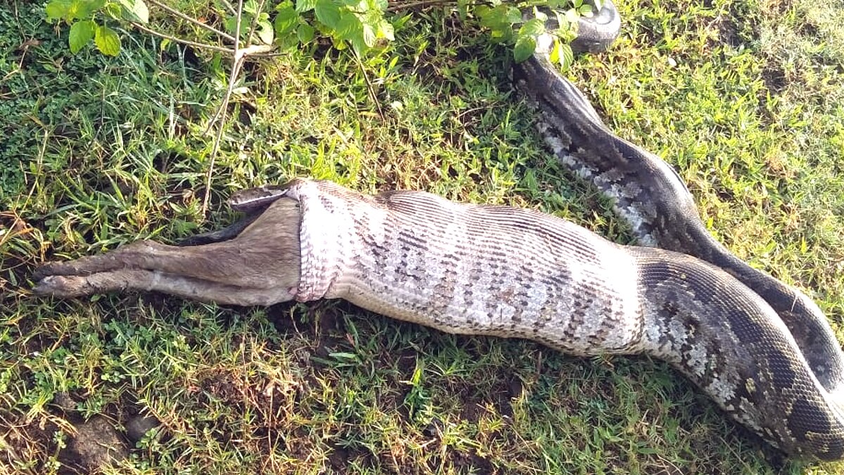 अजगर ने शिकार निगलने के बाद उगला.