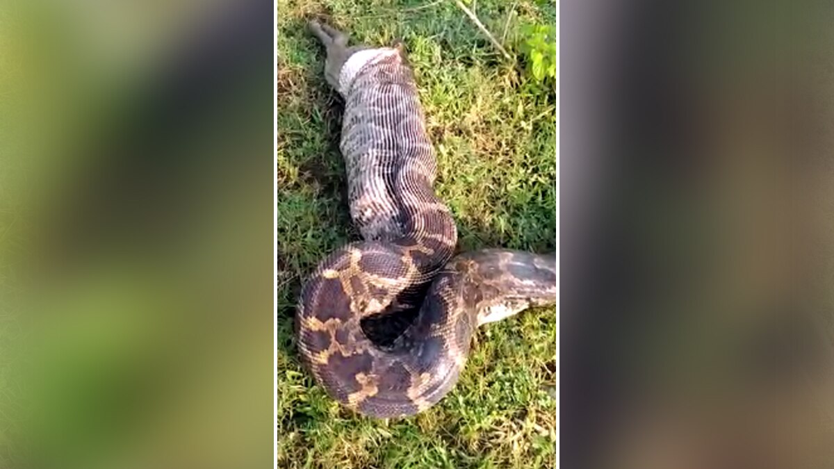 अजगर ने शिकार निगलने के बाद उगला.