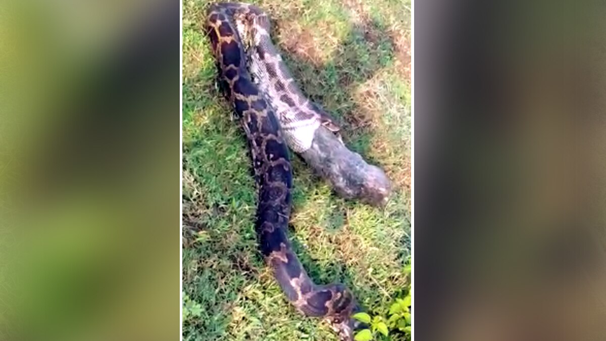 अजगर ने शिकार निगलने के बाद उगला.