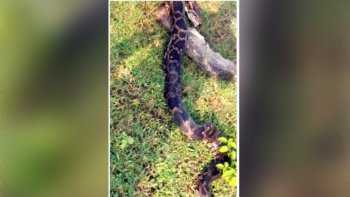 अजगर ने शिकार निगलने के बाद उगला.