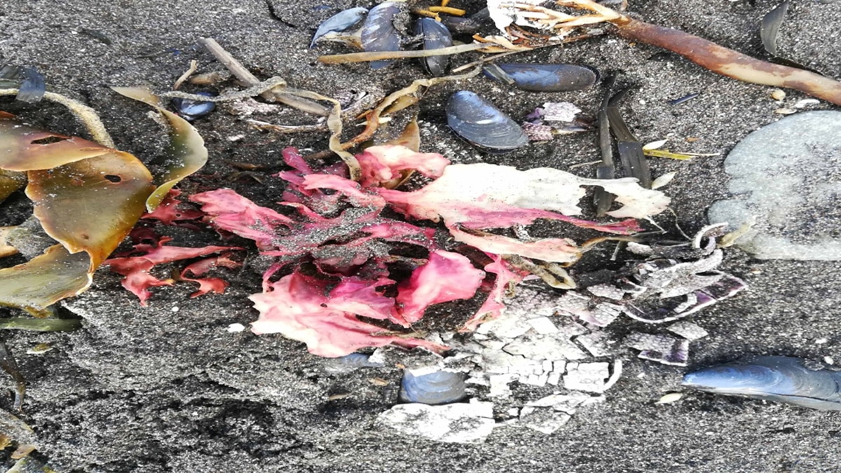 अवाचा खाड़ी में 95 प्रतिशत समुद्री जीवों की मौत हो चुकी है.