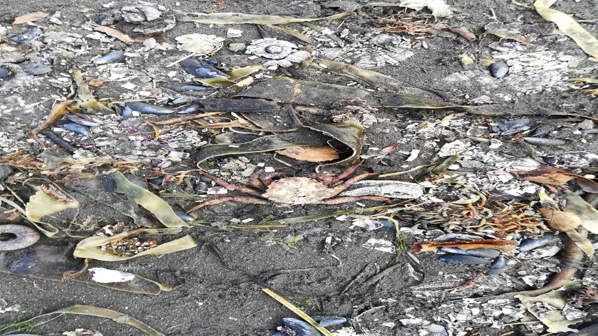 अवाचा खाड़ी में 95 प्रतिशत समुद्री जीवों की मौत हो चुकी है.