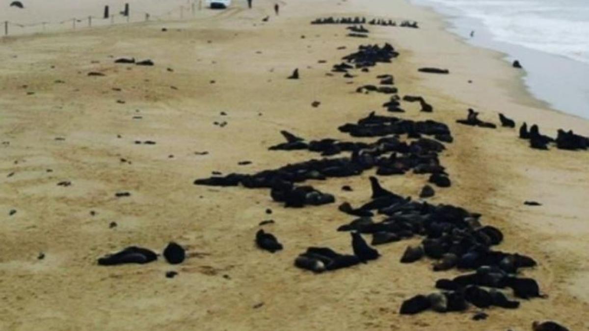 मरे हुए पाए गए हजारों सील्स