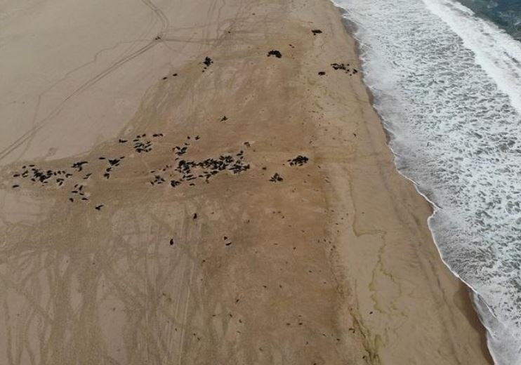 मरे हुए पाए गए हजारों सील्स