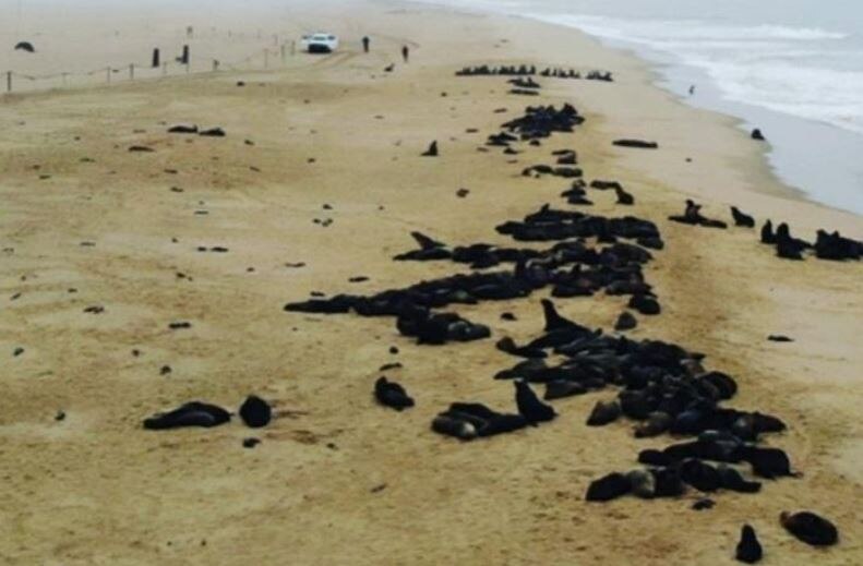 मरे हुए पाए गए हजारों सील्स