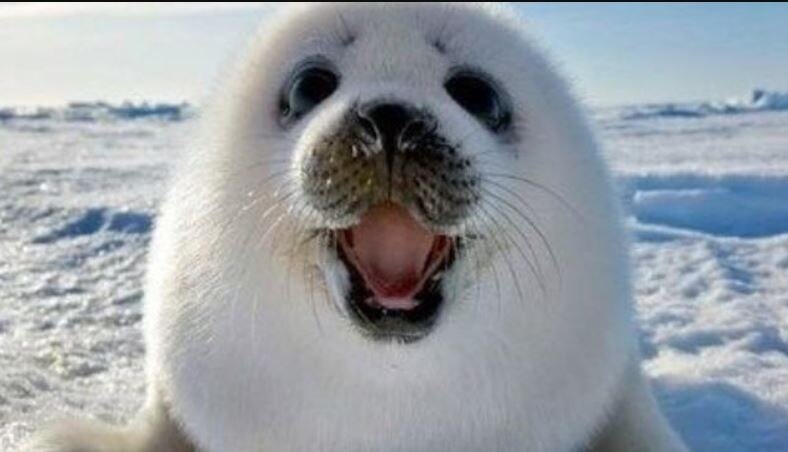 मरे हुए पाए गए हजारों सील्स