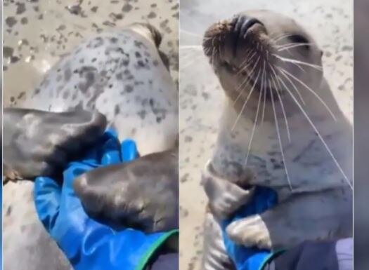 मरे हुए पाए गए हजारों सील्स