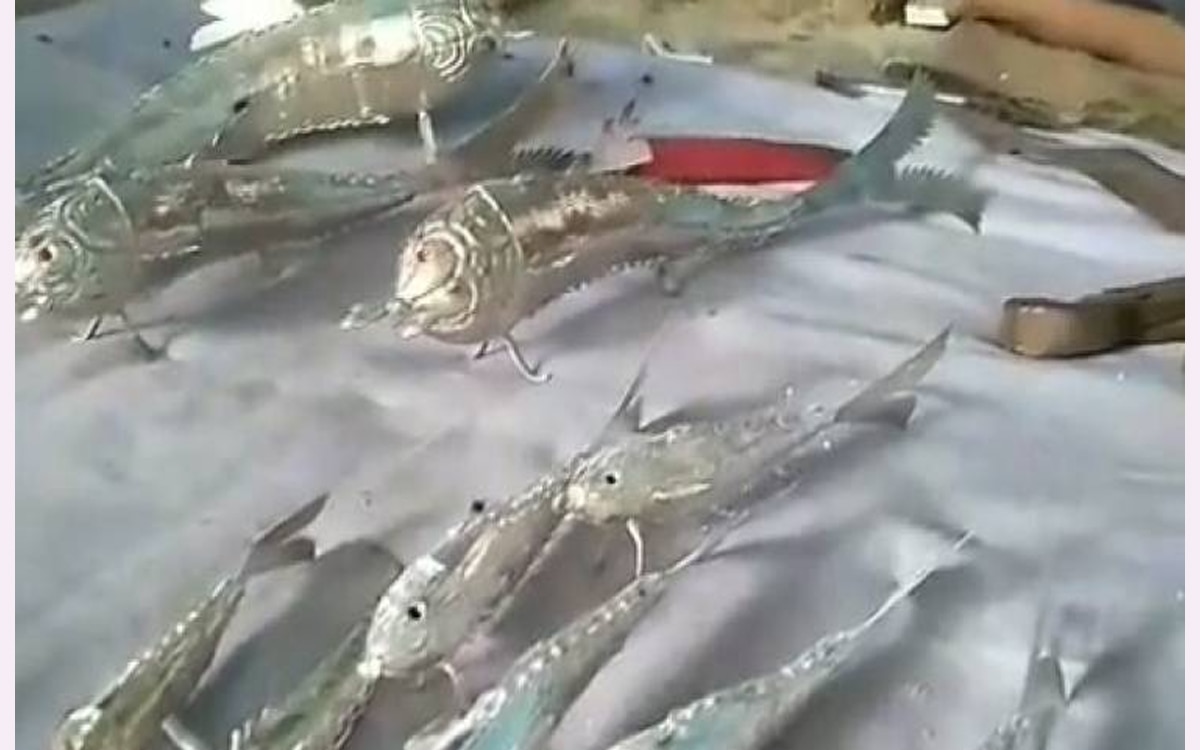 बिहार के मनिया गांव में मिलती है चांदी की मछली.