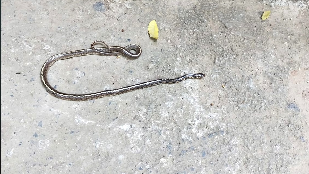 विलुप्त प्रजाति का इंडियन एग ईटर स्नेक का रेस्क्यू