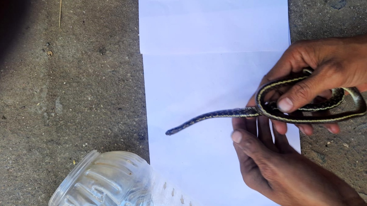 विलुप्त प्रजाति का इंडियन एग ईटर स्नेक का रेस्क्यू