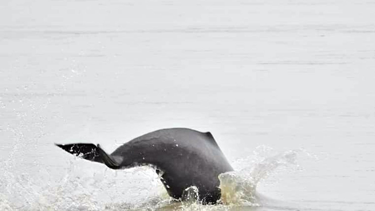 गंगा नदी में डॉल्फिन करती अठखेलियां (फोट आजतक)