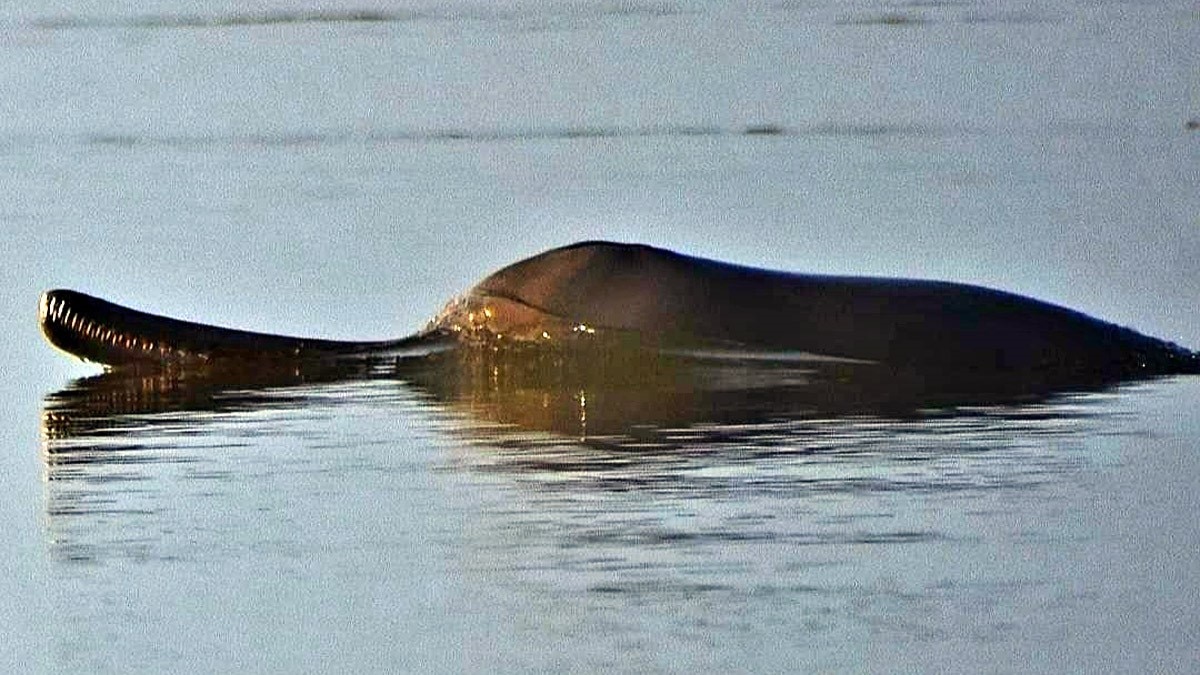 गंगा नदी में डॉल्फिन करती अठखेलियां (फोट आजतक)