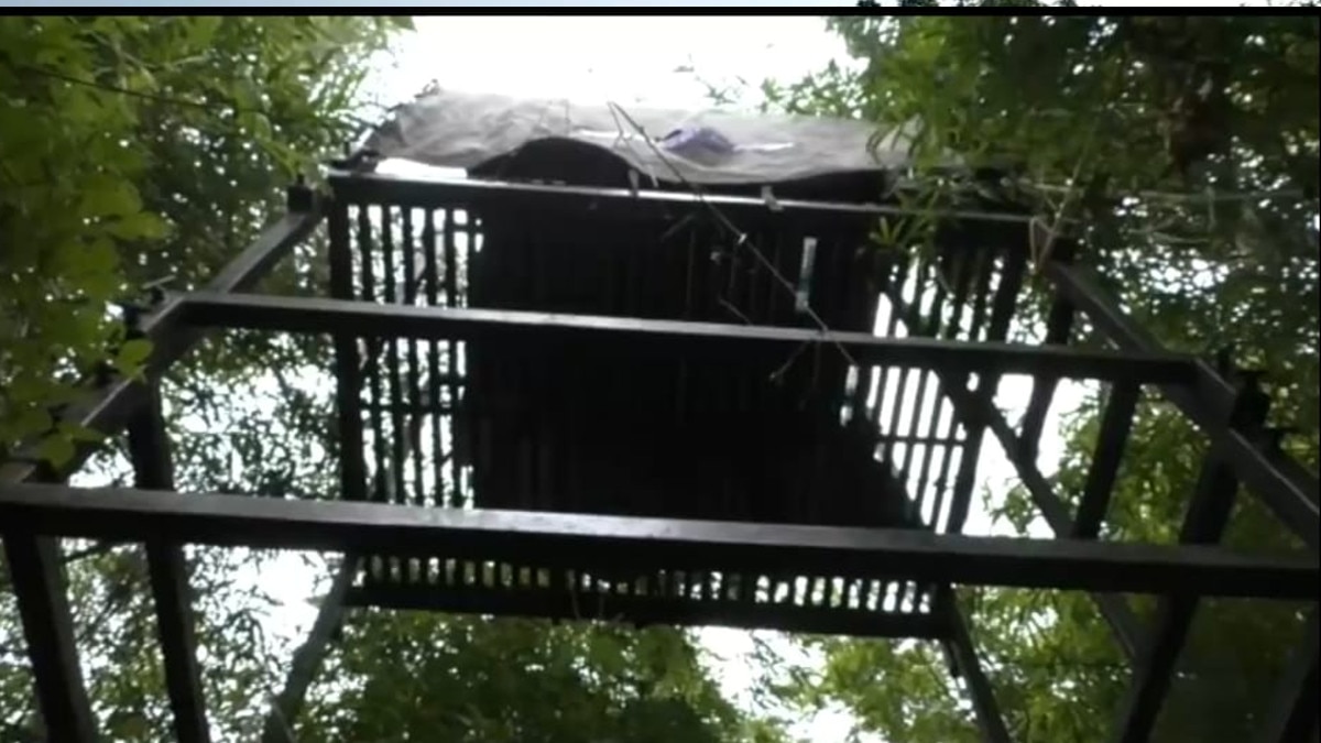 आदमखोर बाघ को पकड़ने पिंजरे में बैठाए कर्मचारी.