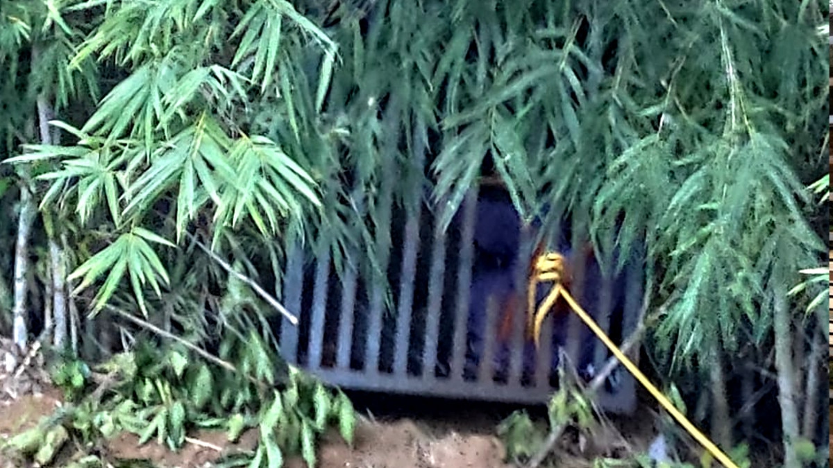 आदमखोर बाघ को पकड़ने पिंजरे में बैठाए कर्मचारी.