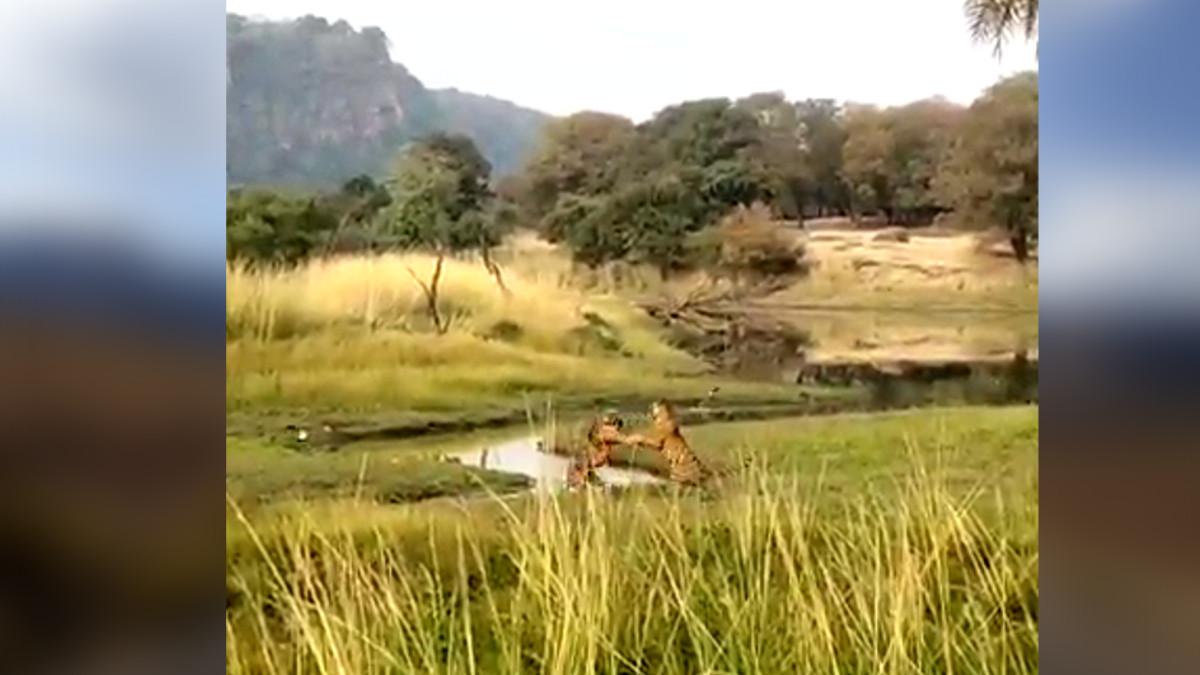 बाघ‍िन की लड़ाई.