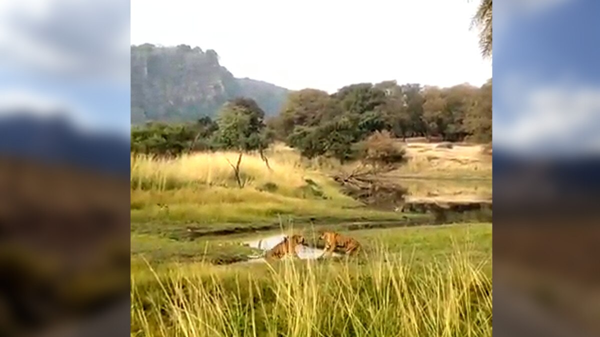 इलाके को लेकर बाघिन मां-बेटी आपस में भिड़ी.