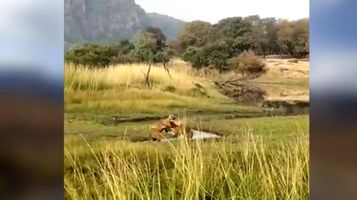 इलाके को लेकर बाघिन मां-बेटी आपस में भिड़ी.