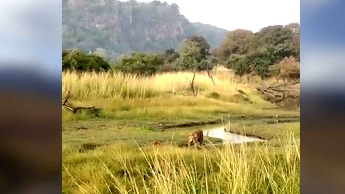 इलाके को लेकर बाघिन मां-बेटी आपस में भिड़ी.