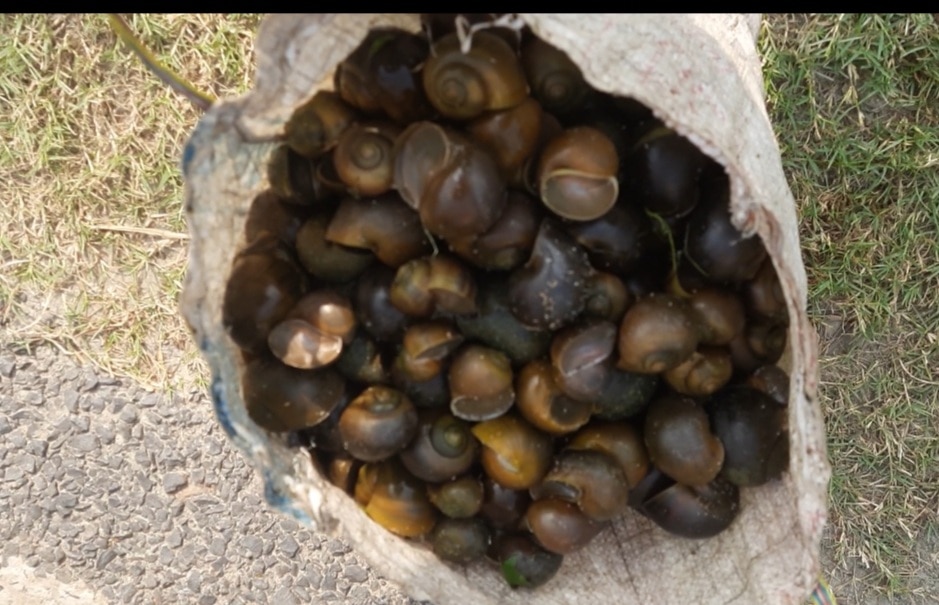 घोंघा बेचकर पेट भरने पर मजबूर हुए लोग