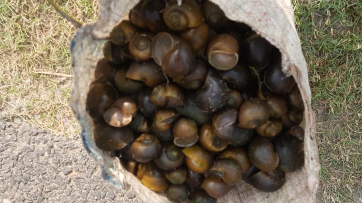 घोंघा बेचकर पेट भरने पर मजबूर हुए लोग