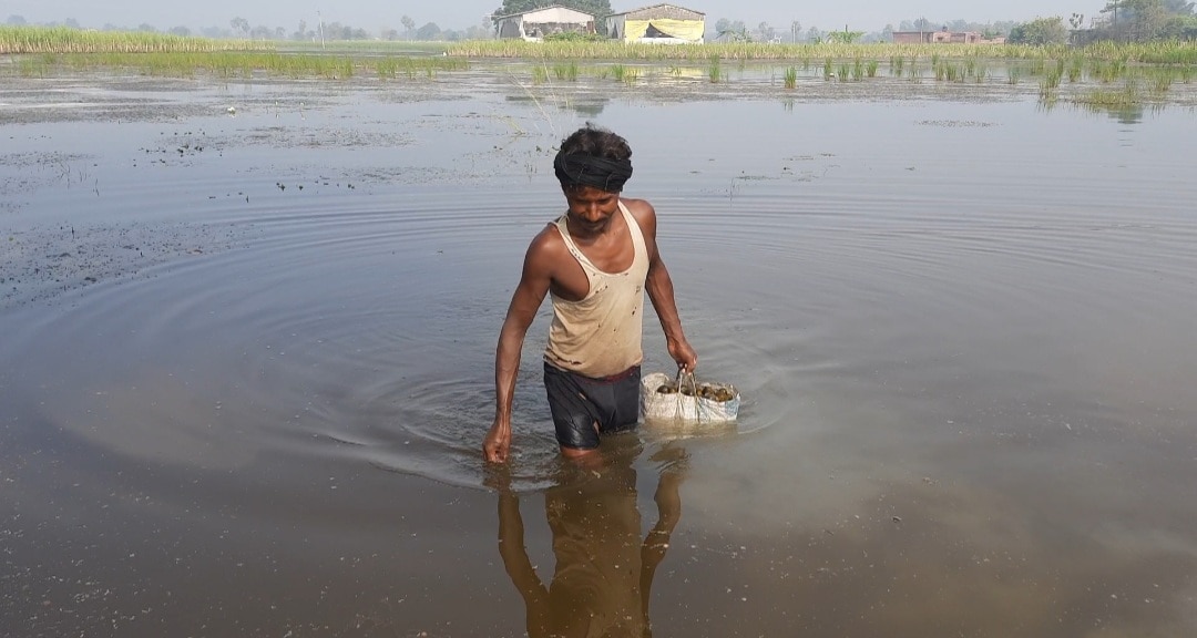 घोंघा बेचकर पेट भरने पर मजबूर हुए लोग