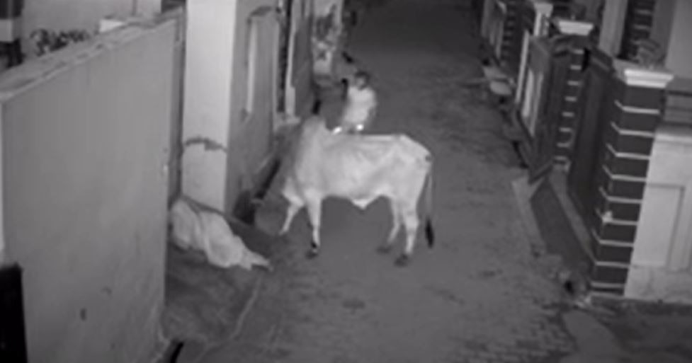 बच्चे ने पागल बैल से दादी को बचाया