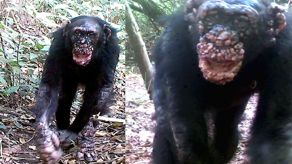 Leprosy in Chimpanzees scientist shocked
