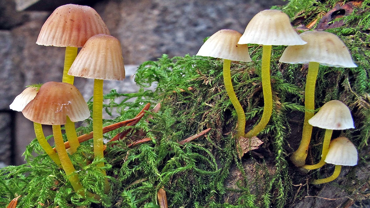 Rare Electric Mushrooms in Meghalaya Forest
