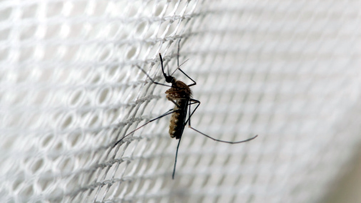 More Death from Malaria than corona in Africa