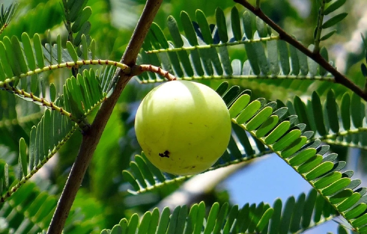 न्यूट्रिशन ड्रिंक न्यूट्रिशन ड्रिंक