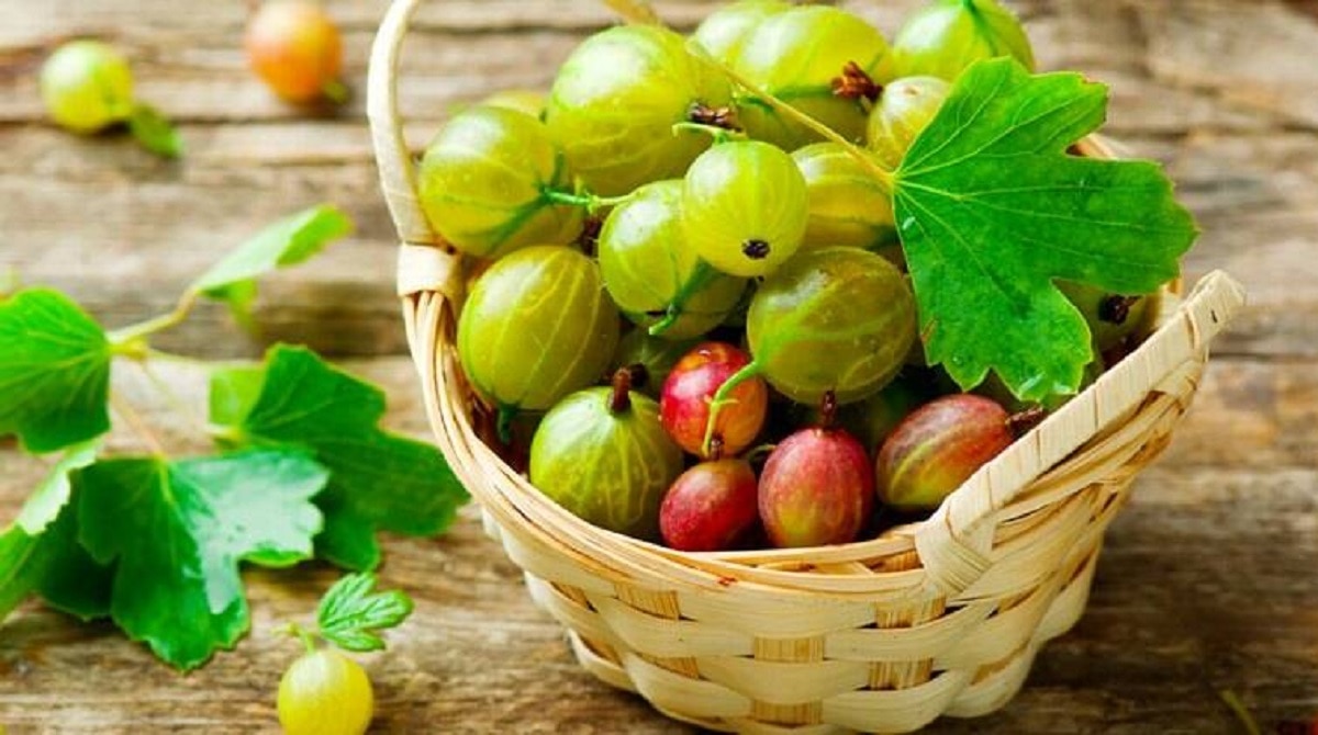 Amla Benefits: आंवला में विटामिन-सी, जानें अस्थमा और इम्यूनिटी में कितना फायदेमंद Amla Benefits: आंवला में विटामिन-सी, जानें अस्थमा और इम्यूनिटी में कितना फायदेमंद