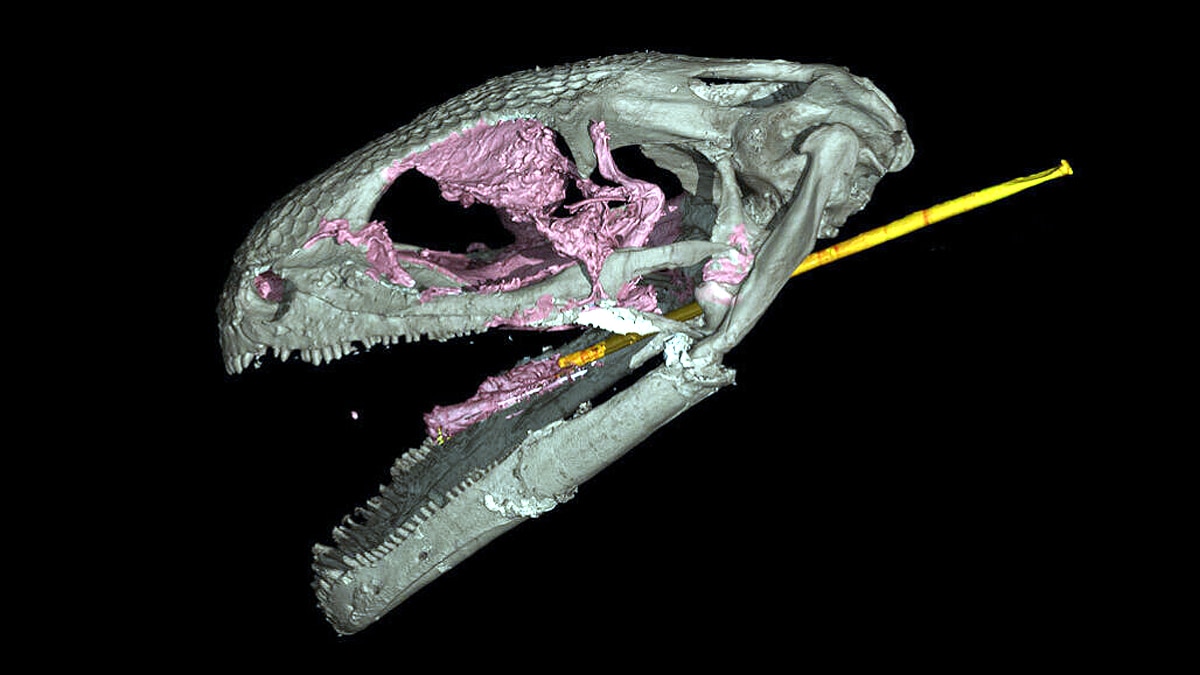 ancient amphibian Yaksha perettii with ballistic tongue