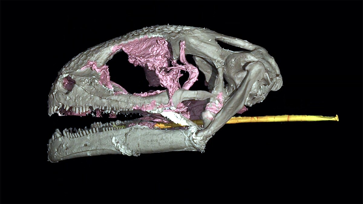 ancient amphibian Yaksha perettii with ballistic tongue