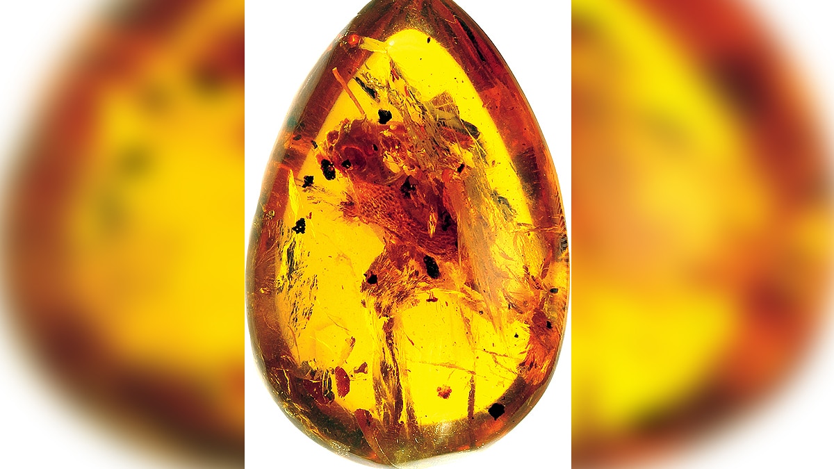 ancient amphibian Yaksha perettii with ballistic tongue