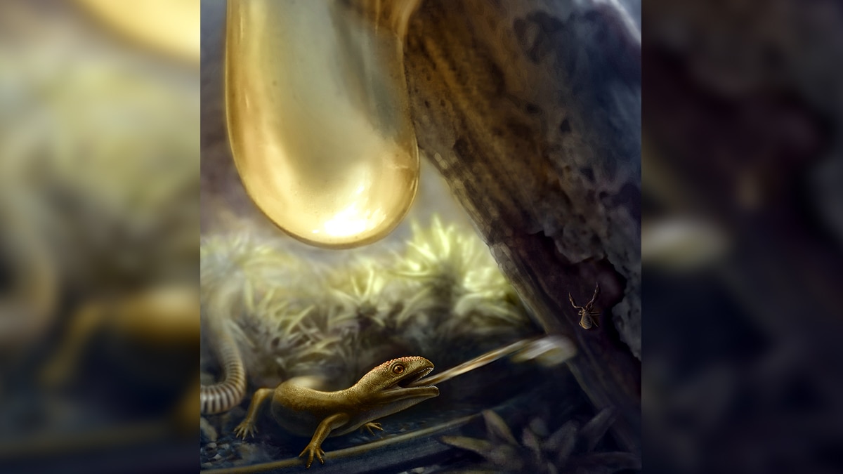 ancient amphibian Yaksha perettii with ballistic tongue